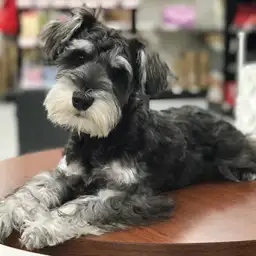 ミニチュア・シュナウザー