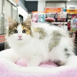 ノルウェージャンフォレストキャット