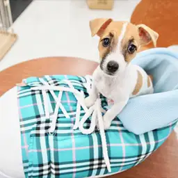 ジャックラッセルテリア