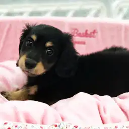 ミニチュア・ダックスフント