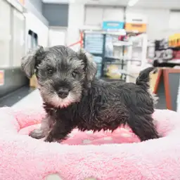 ミニチュア・シュナウザー