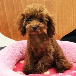 トイ・プードル