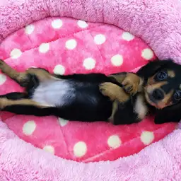 カニンヘン・ダックスフント