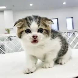 スコティッシュフォールド