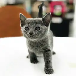 ロシアンブルー