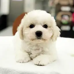 ビションフリーゼ