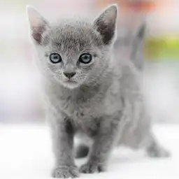 ロシアンブルー