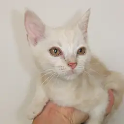 アメリカンショートヘア