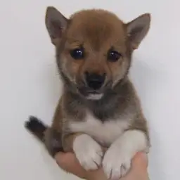 柴犬