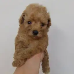 トイ・プードル