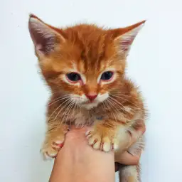 アメリカンショートヘア