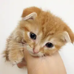 スコティッシュフォールド