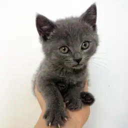 ブリティッシュショートヘア