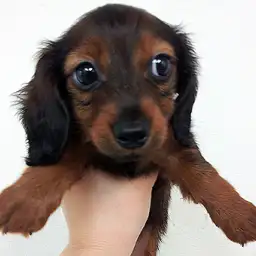 カニンヘン・ダックスフント