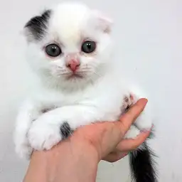 スコティッシュフォールド