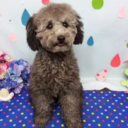 トイ・プードル