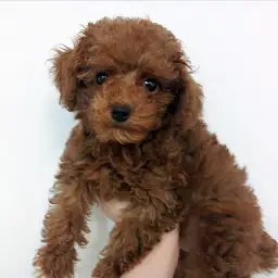 トイ・プードル