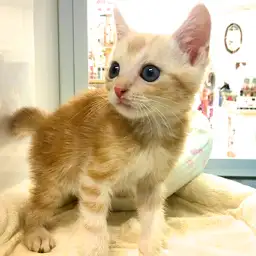 アメリカンショートヘア