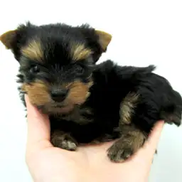 ヨークシャーテリア