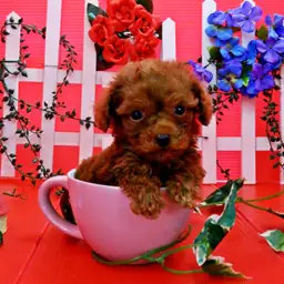 トイ・プードル