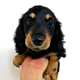 ミニチュア・ダックスフント