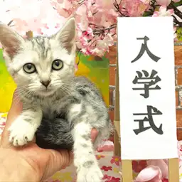 アメリカンショートヘア