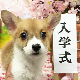 ウェルシュコーギーペンブローク