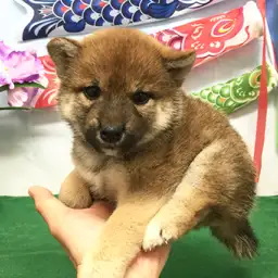 柴犬
