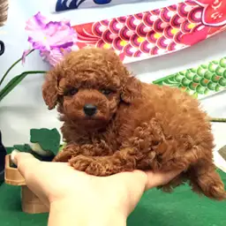 トイ・プードル