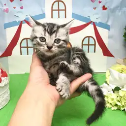 アメリカンショートヘア