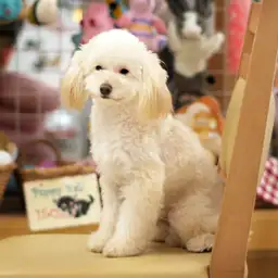 トイ・プードル