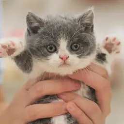 ブリティッシュショートヘア