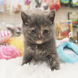 ブリティッシュショートヘア