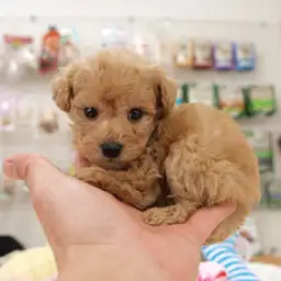 トイ・プードル