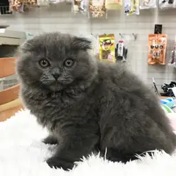 スコティッシュフォールド