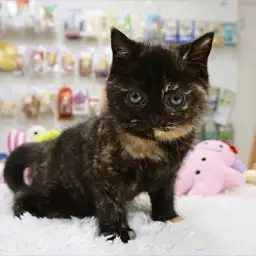 スコティッシュフォールド