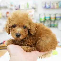 トイ・プードル