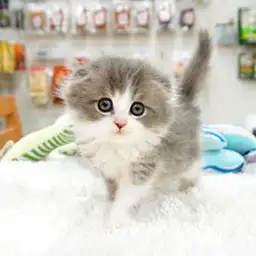 スコティッシュフォールド