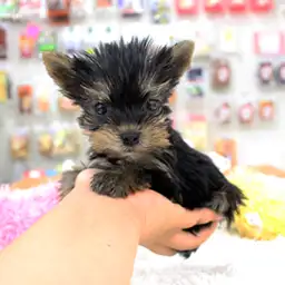 ヨークシャーテリア