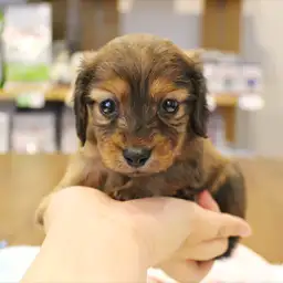 ミニチュア・ダックスフント