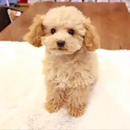 トイ・プードル