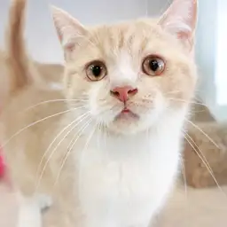 ブリティッシュショートヘア