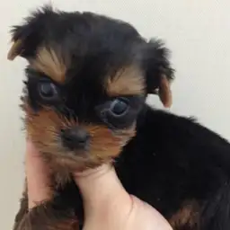 ヨークシャーテリア