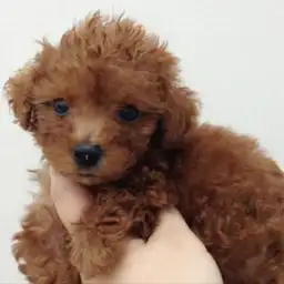 トイ・プードル