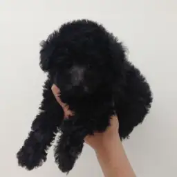 トイ・プードル