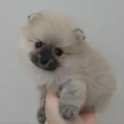 ポメラニアン