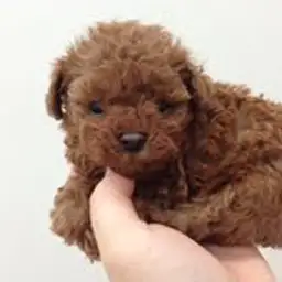 トイ・プードル