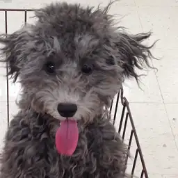 トイ・プードル