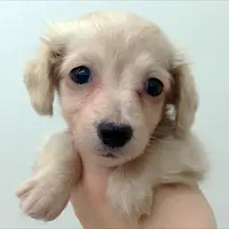 ミニチュア・ダックスフント