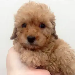 トイ・プードル